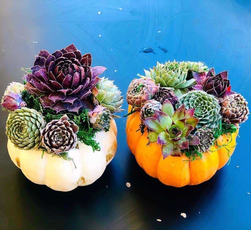 Cute Pots for Succulents Garden Ideas -growing_withplants