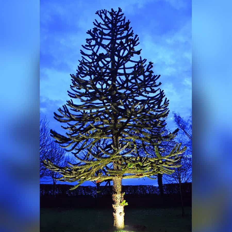 Tree-Garden-Decor-Ideas-lumenalights