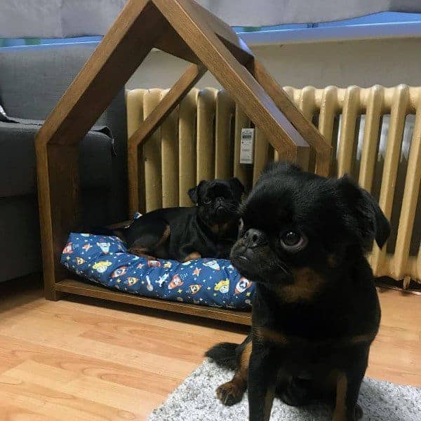 Cool Creative Dog House Indoor Open Design