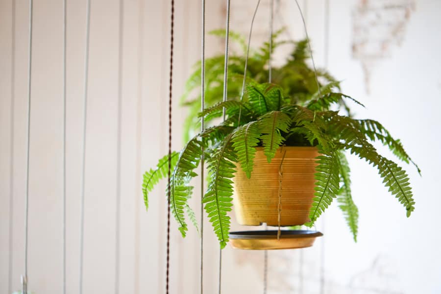 Pot,Of,Hanging,Boston,Fern