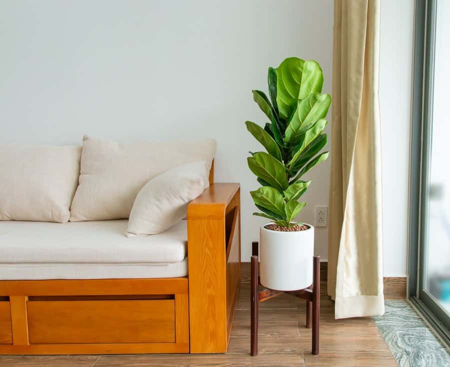 Fiddle,Leaf,Fig,(ficus,Pandurata,,Terminalia,Catappa,Singapore),Decoration,In