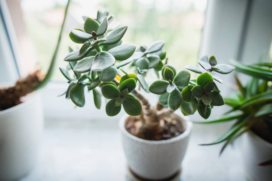 Houseplant,Crassula,Ovata,Jade,Plant,Money,Tree,In,White,Pot