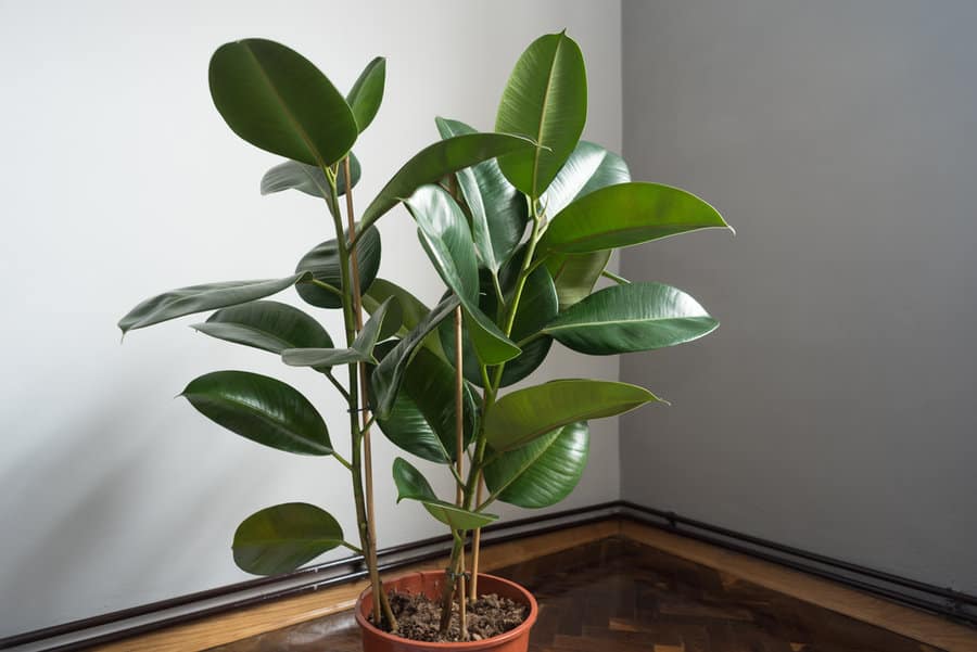 Houseplant,Ficus,Rubber