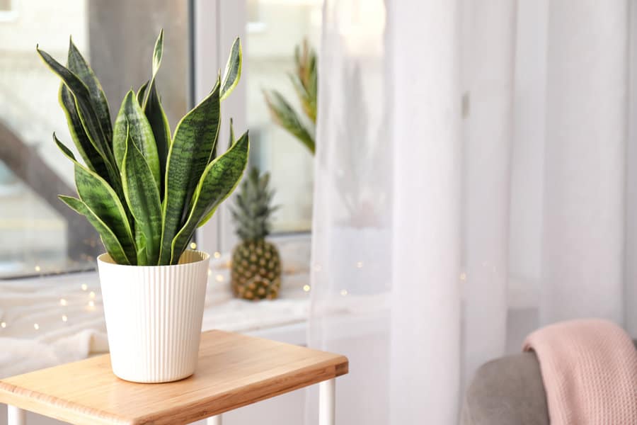 Decorative,Sansevieria,Plant,On,Wooden,Table,In,Room