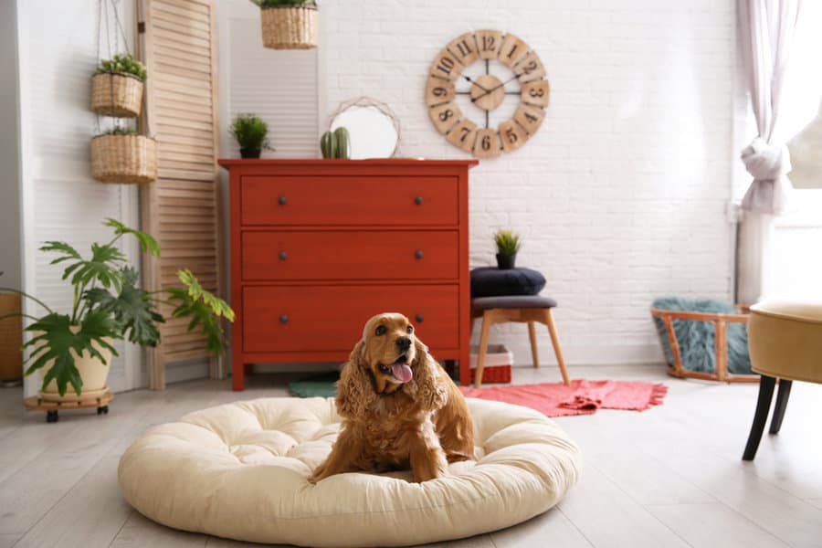 Dog Sitting On Cushion