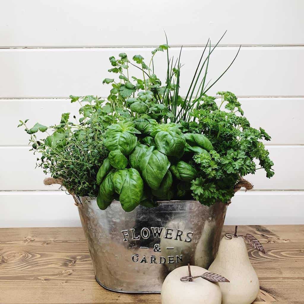 easy-indoor-herb-garden-ideas-whitefencefarms-1198349