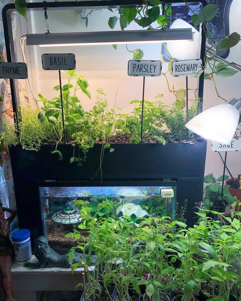 hydroponics-and-aquaponics-indoor-herb-garden-ideas-druid-witchelf-8161746