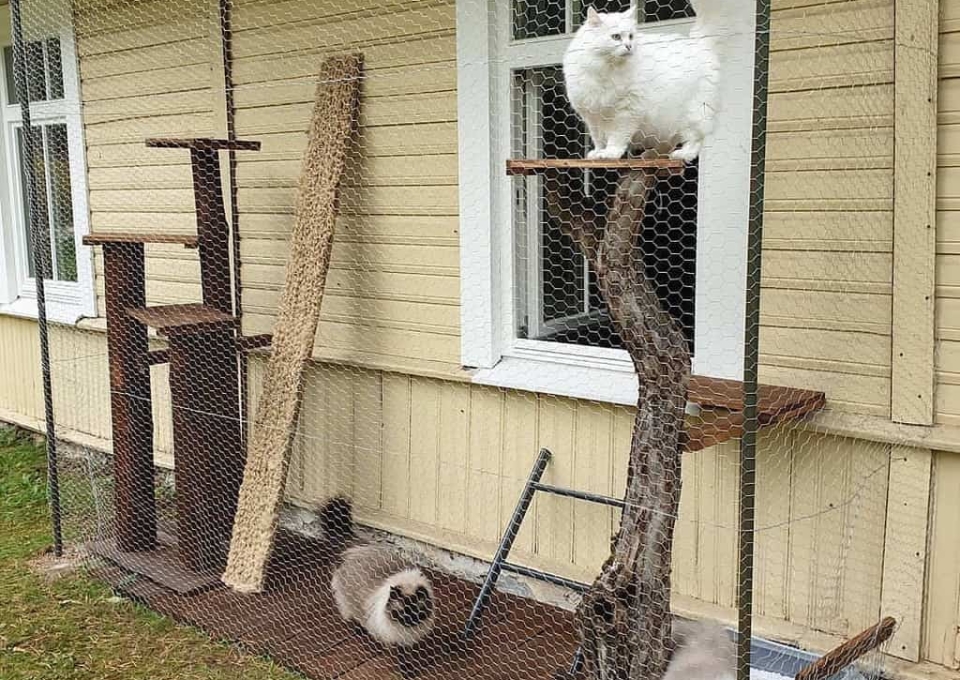 Diy Catio Ideas Anzu Cats