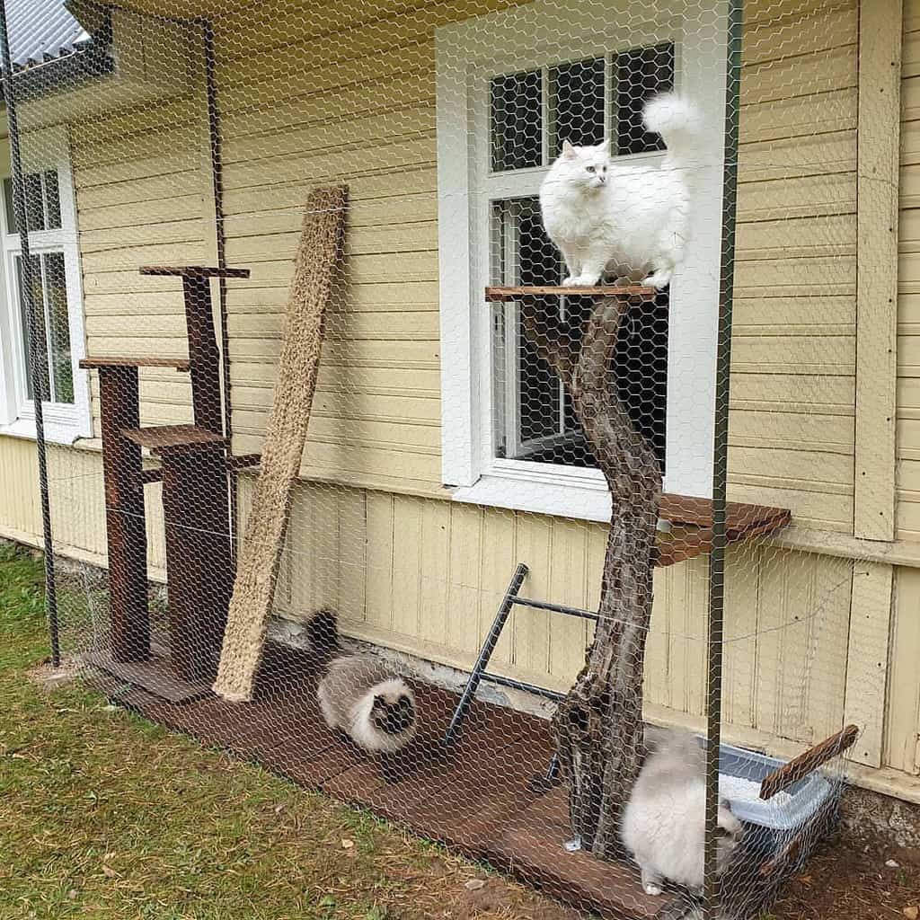 Diy Catio Ideas Anzu Cats