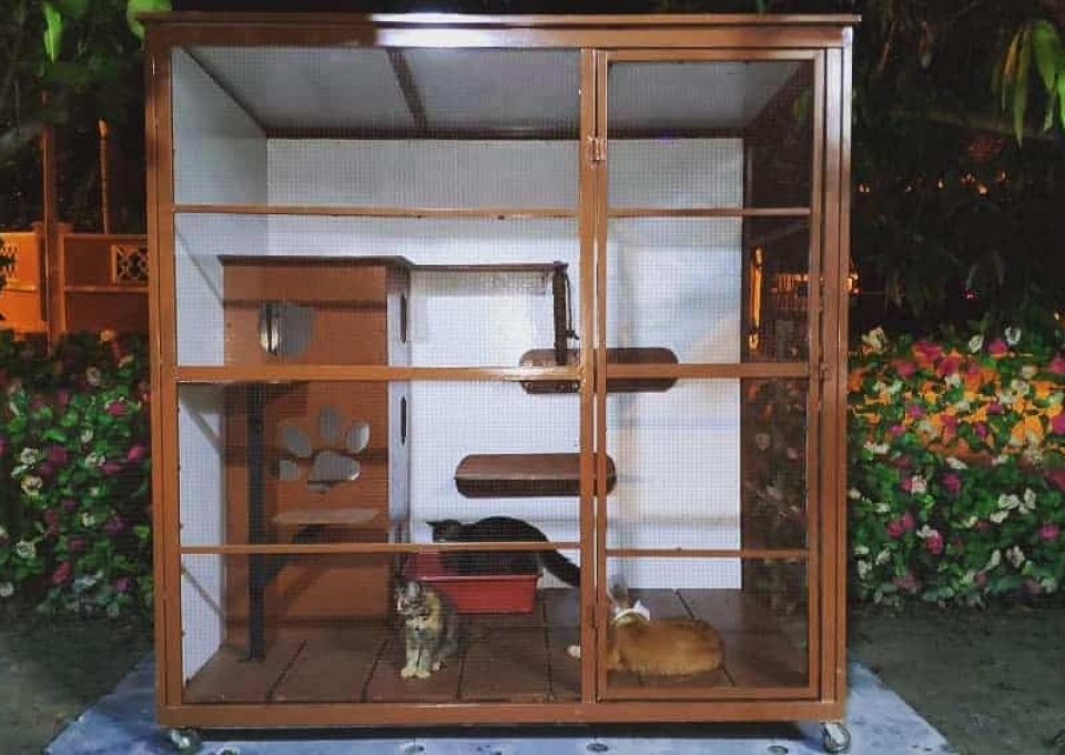 Enclosure Catio Ideas Catcage