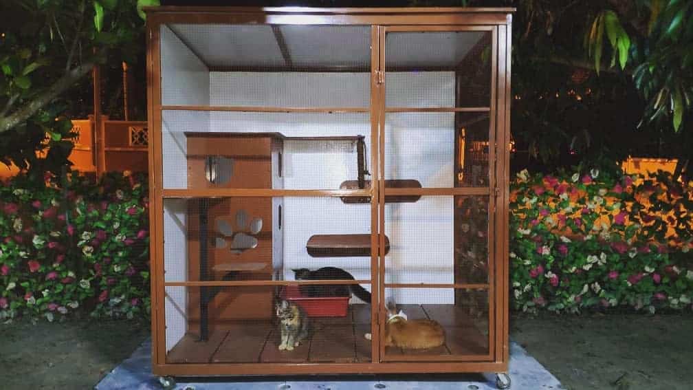 Enclosure Catio Ideas Catcage