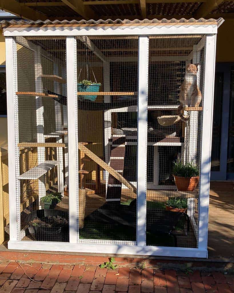 Enclosure Catio Ideas Ela Blu Kitty Cats