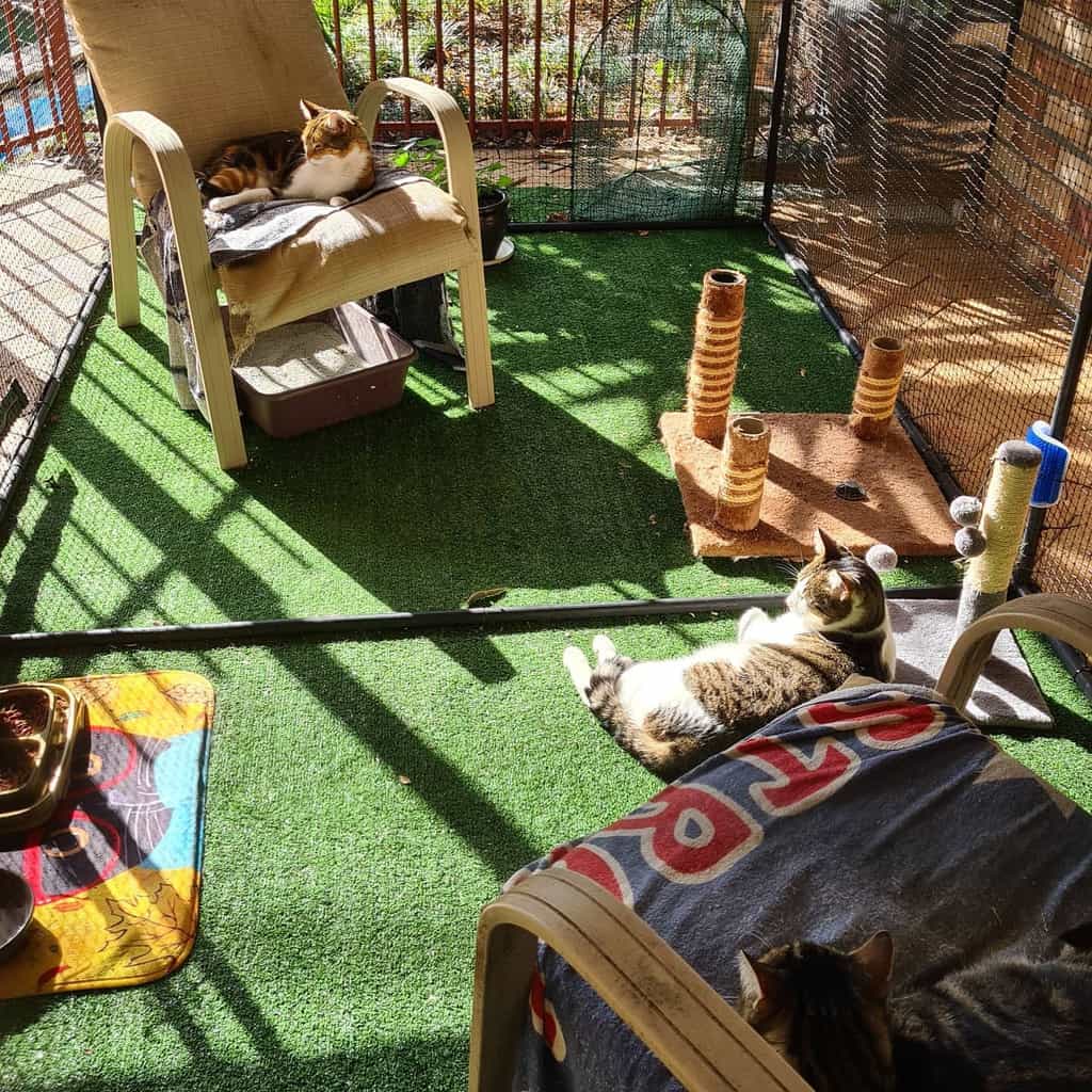 Enclosure Catio Ideas Thenonchalantcat