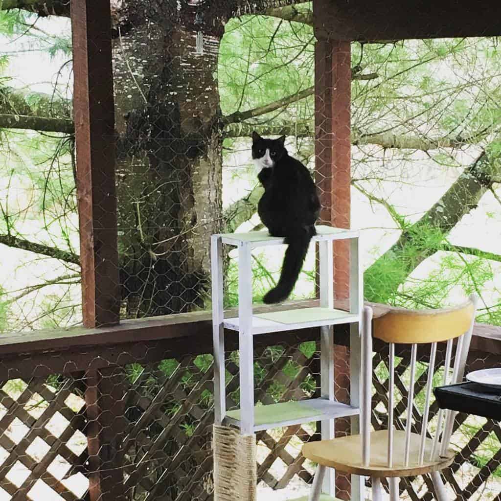 Porch Catio Ideas Havenkp