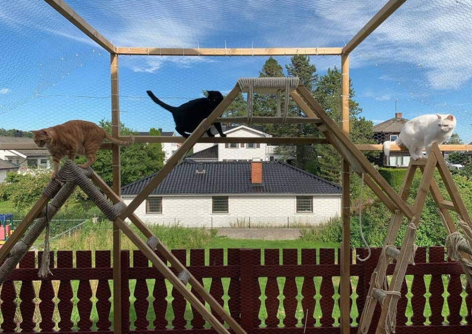 Walkway Catio Ideas Akitakittenpack