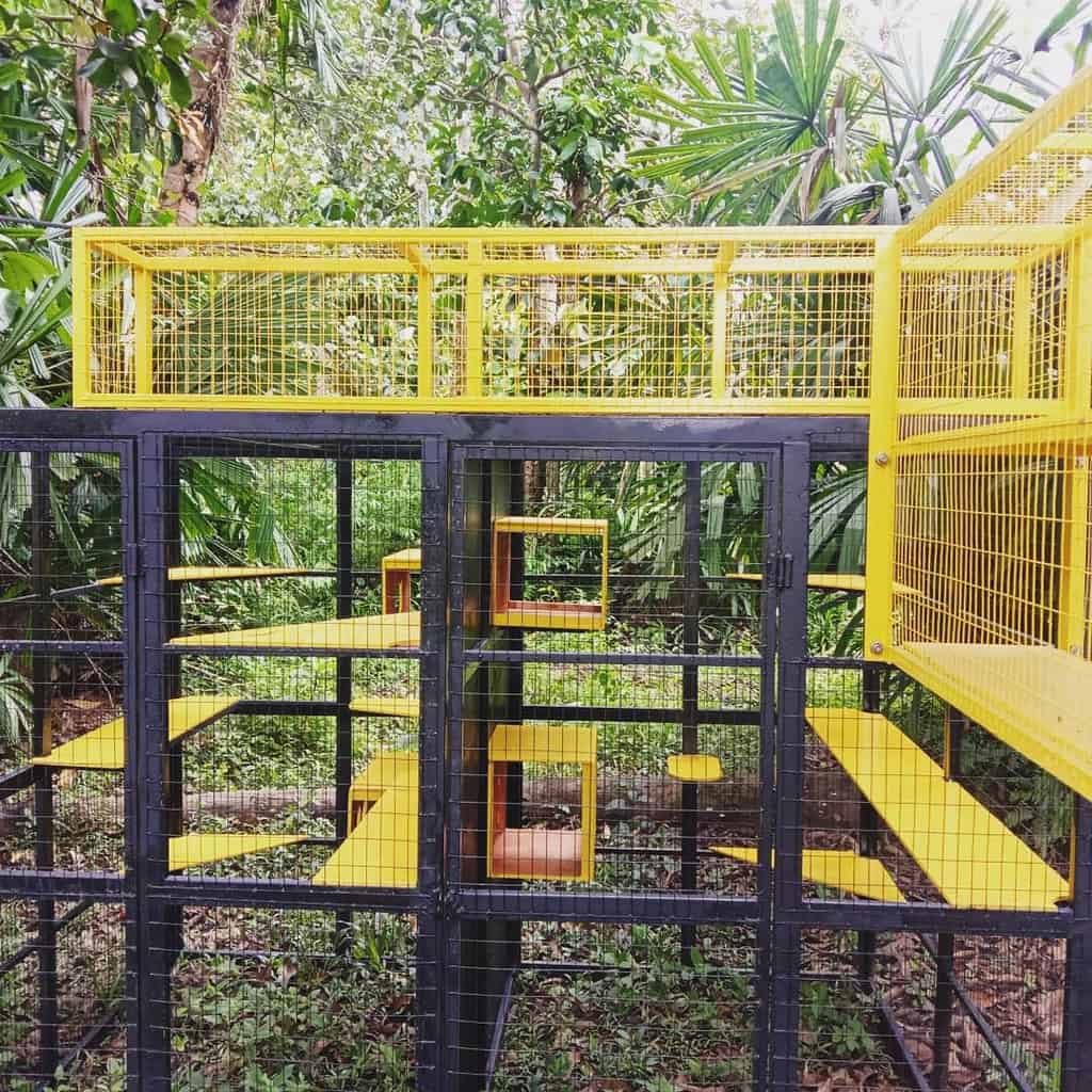 Walkway Catio Ideas Catcage