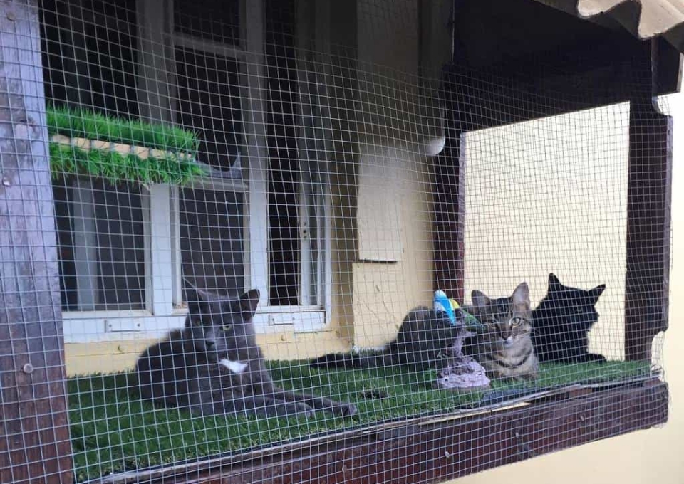 Window Catio Ideas Aruba Cats