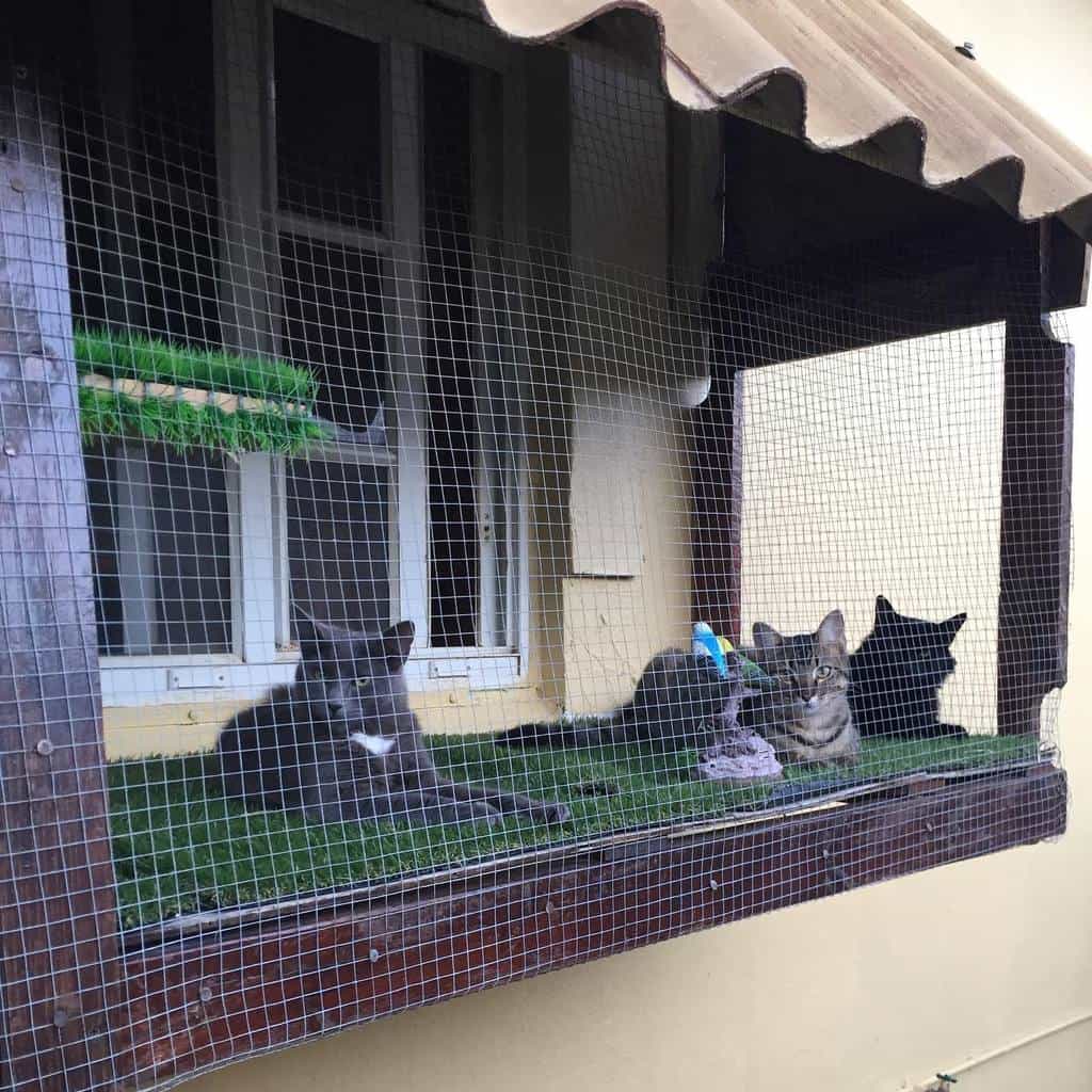 Window Catio Ideas Aruba Cats