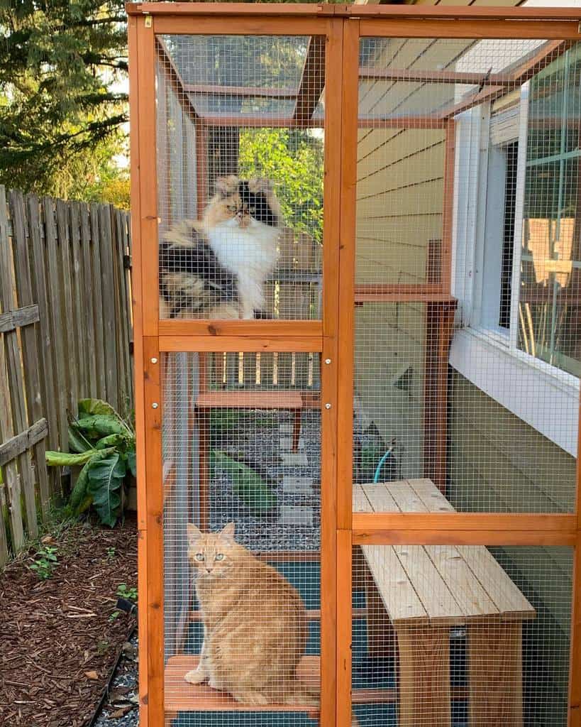 Window Catio Ideas Daphnedawn Thecat