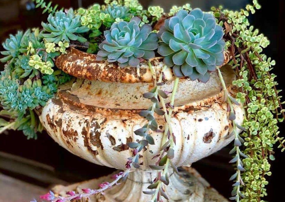 Creative Succulent Garden Ideas Caclent Travel