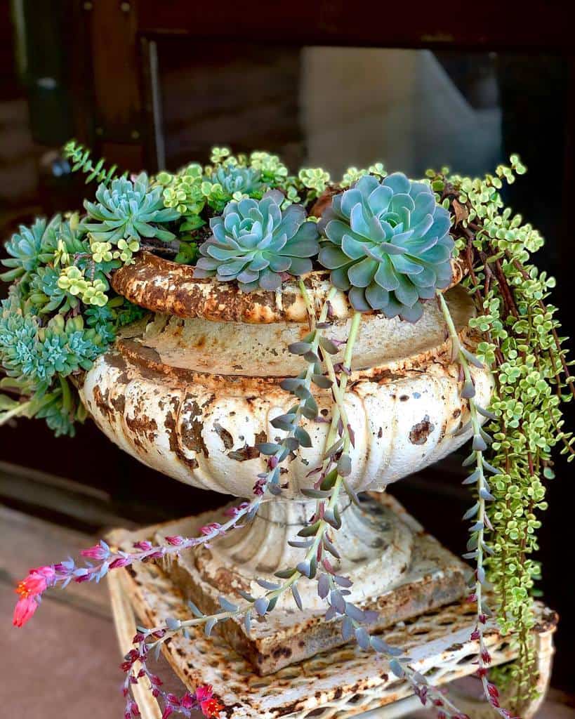 Creative Succulent Garden Ideas Caclent Travel