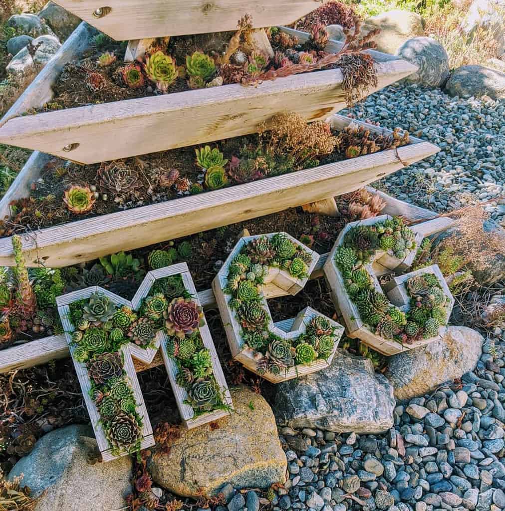 Creative Succulent Garden Ideas Mountaincrestgardens