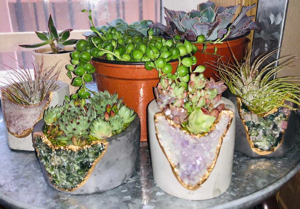 Cute Pots For Succulents Garden Ideas Lifeisagiftliveit