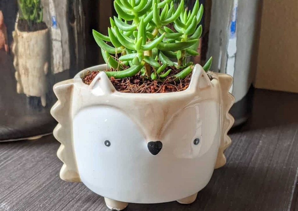 Cute Pots For Succulents Garden Ideas Monasplantaccessories