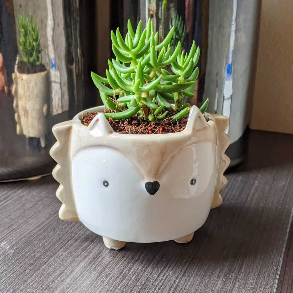 Cute Pots For Succulents Garden Ideas Monasplantaccessories