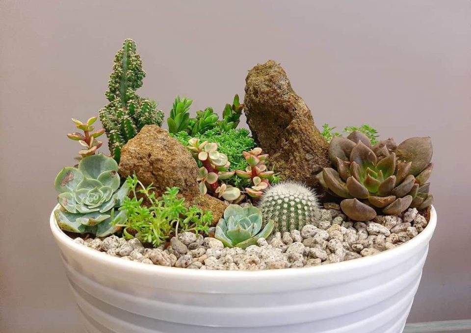 Dish Garden Succulent Garden Ideas Gardennilancelot