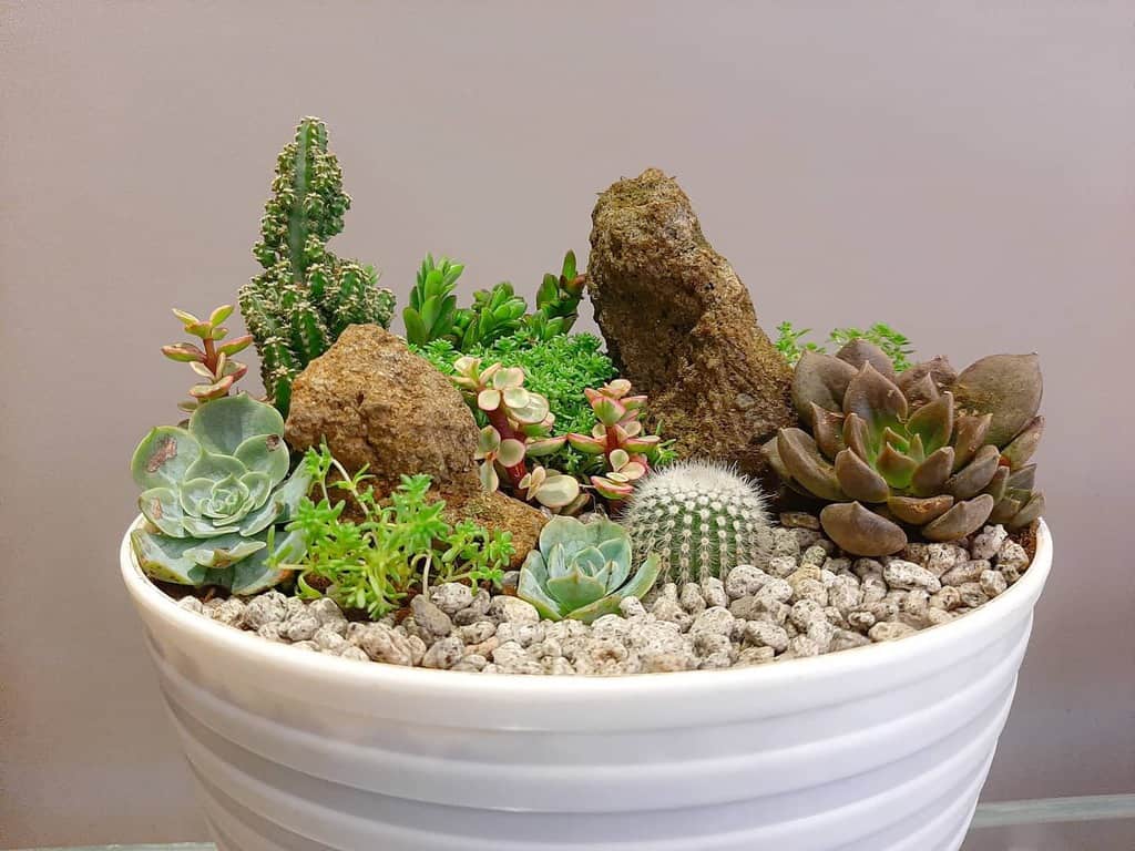 Dish Garden Succulent Garden Ideas Gardennilancelot