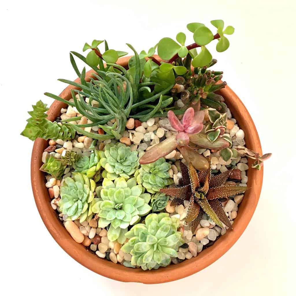 Dish Garden Succulent Garden Ideas Green September