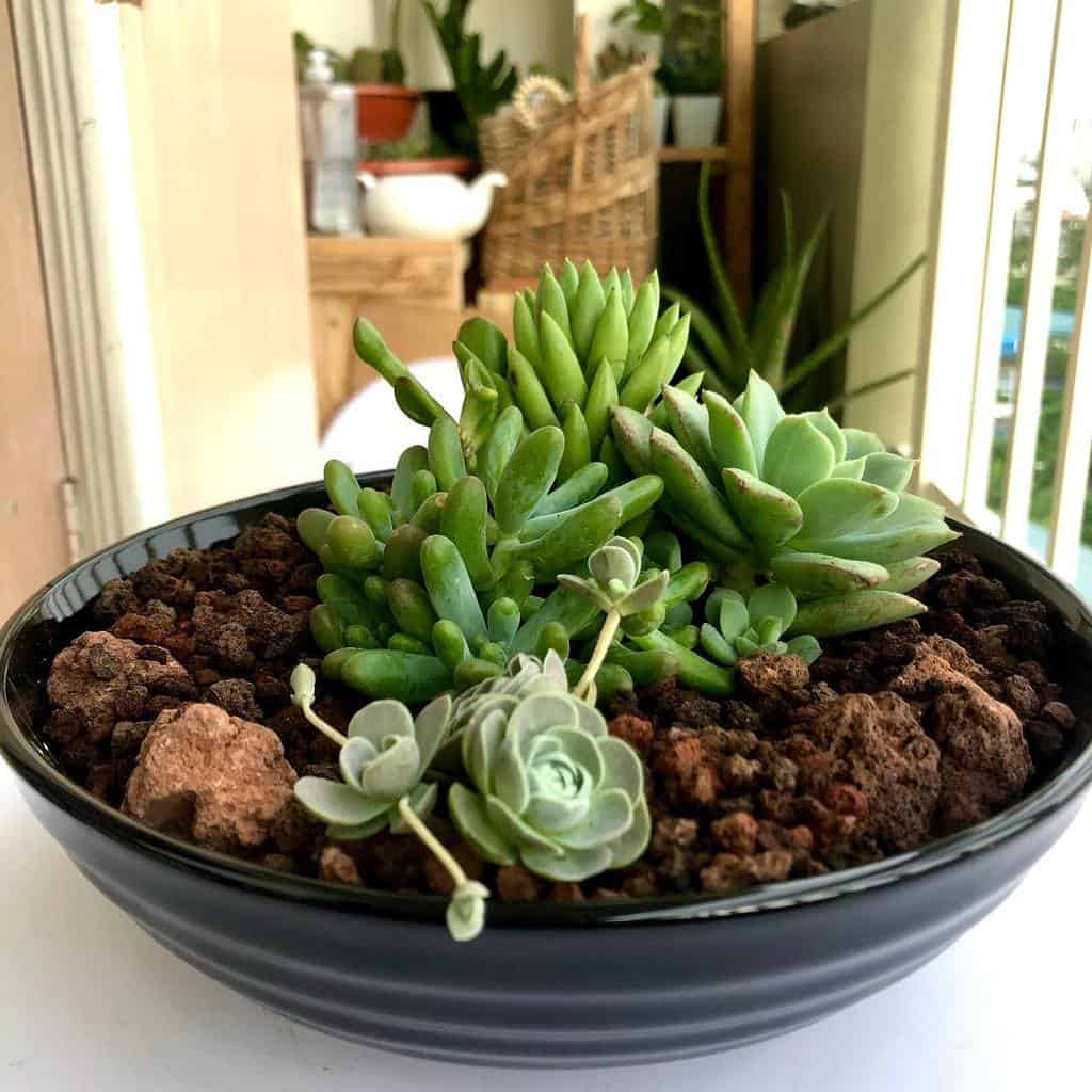 Dish Garden Succulent Garden Ideas Littlelotph