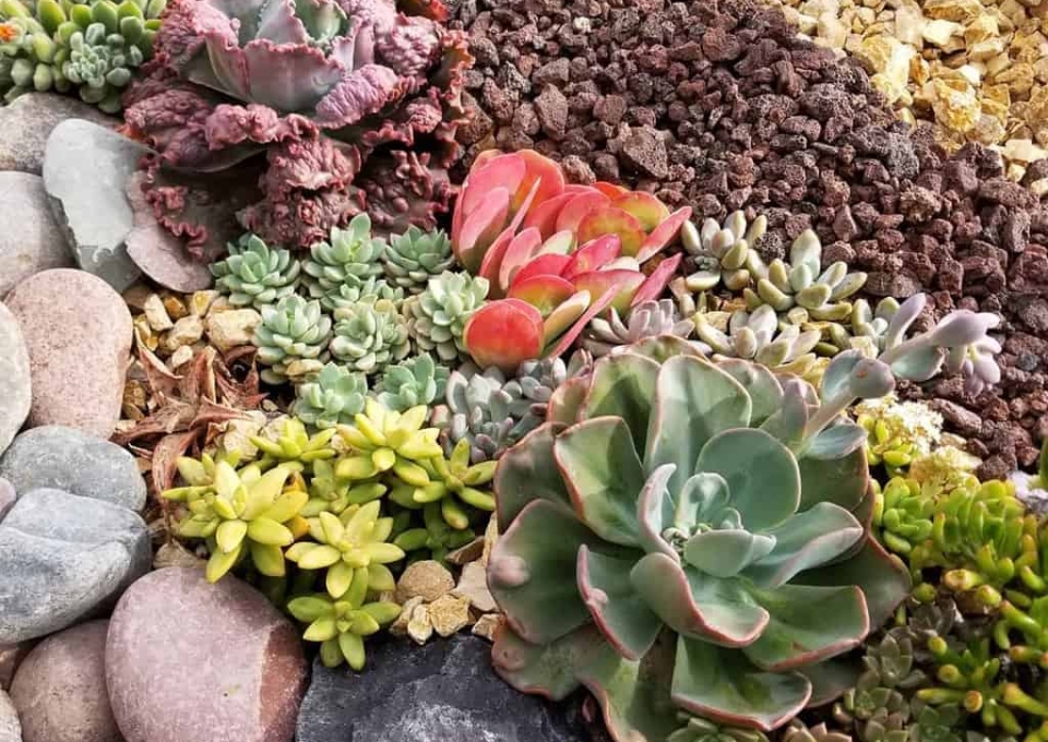 Landscape Succulent Garden Ideas Allpowerfulmomma