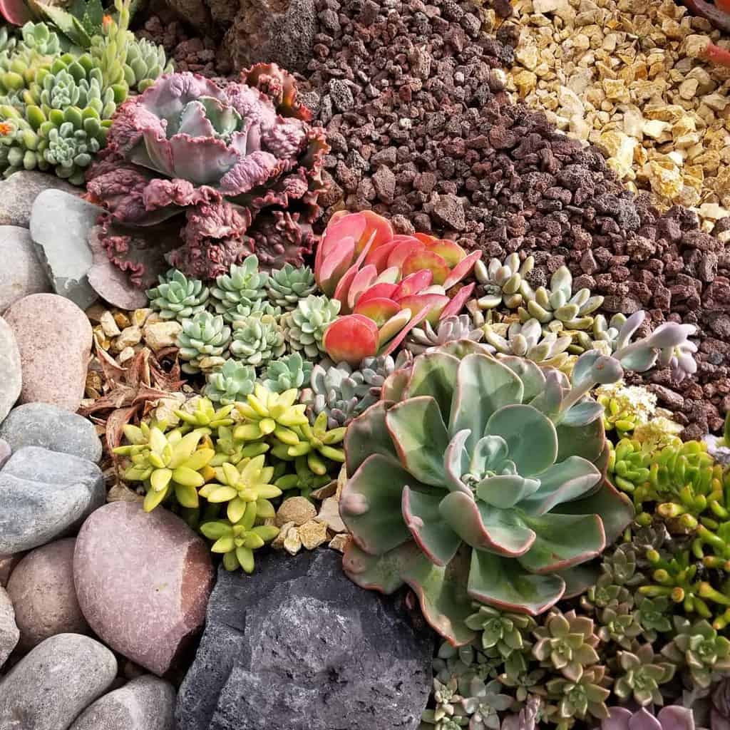 Landscape Succulent Garden Ideas Allpowerfulmomma