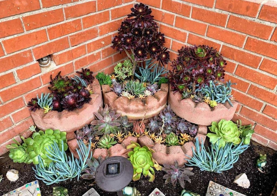 Landscape Succulent Garden Ideas Succylife