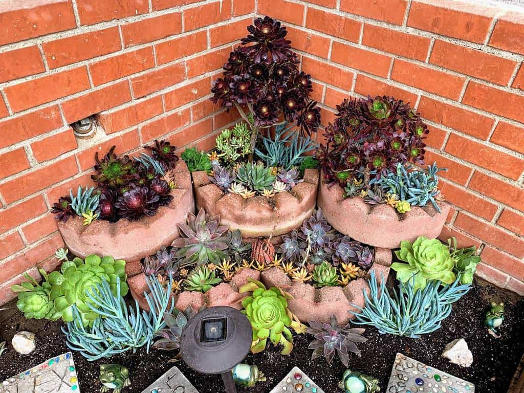 Landscape Succulent Garden Ideas Succylife