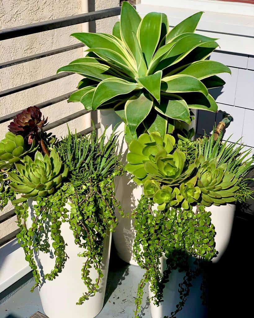 Planter Succulent Garden Ideas Lilla Bello