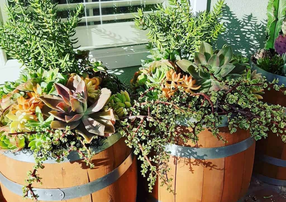 Planter Succulent Garden Ideas Succulentdesignsbyjoanna