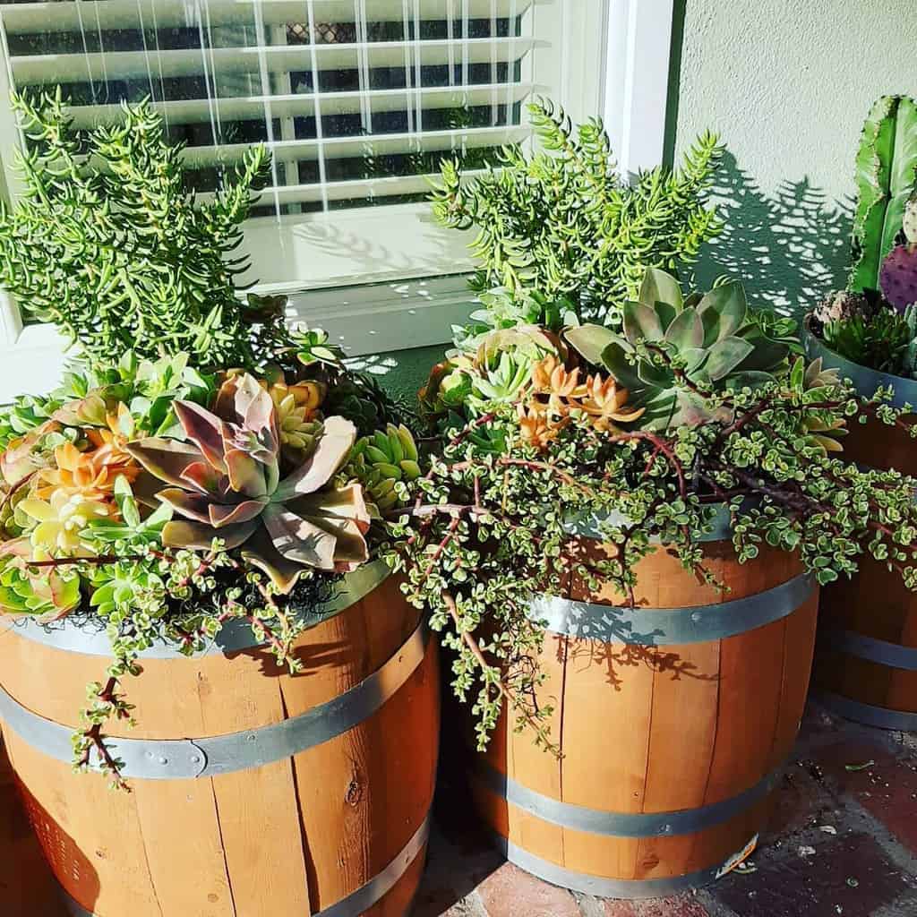 Planter Succulent Garden Ideas Succulentdesignsbyjoanna