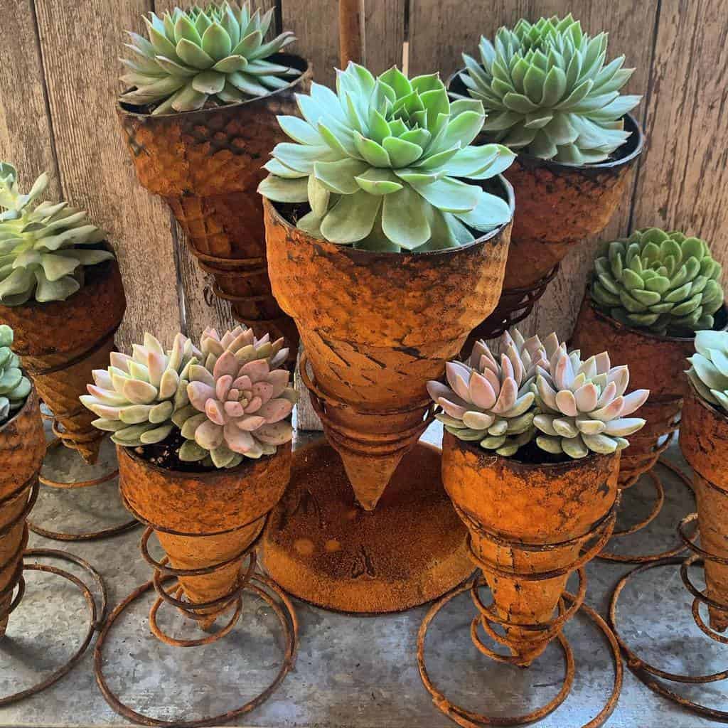 Planter Succulent Garden Ideas Succulentrose