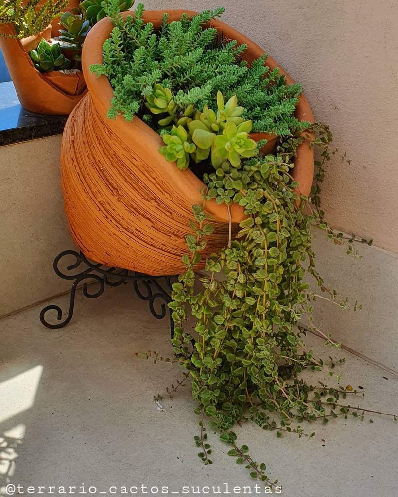 Planter Succulent Garden Ideas Terrario Cactos Suculentas