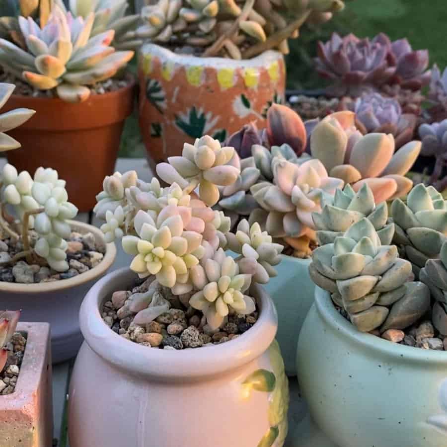 Potted Succulents Garden Ideas Soulfulsucculents