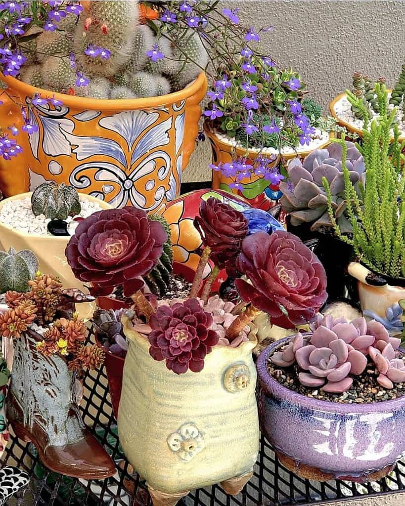 Potted Succulents Garden Ideas Succulentloveaffair