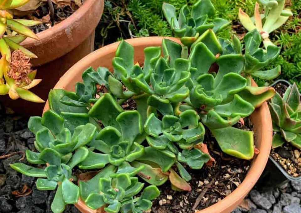 Potted Succulents Garden Ideas Succylife