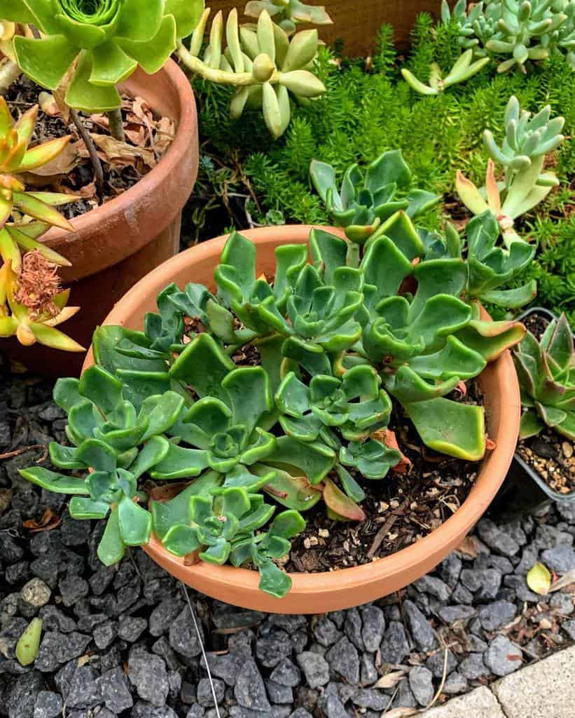 Potted Succulents Garden Ideas Succylife