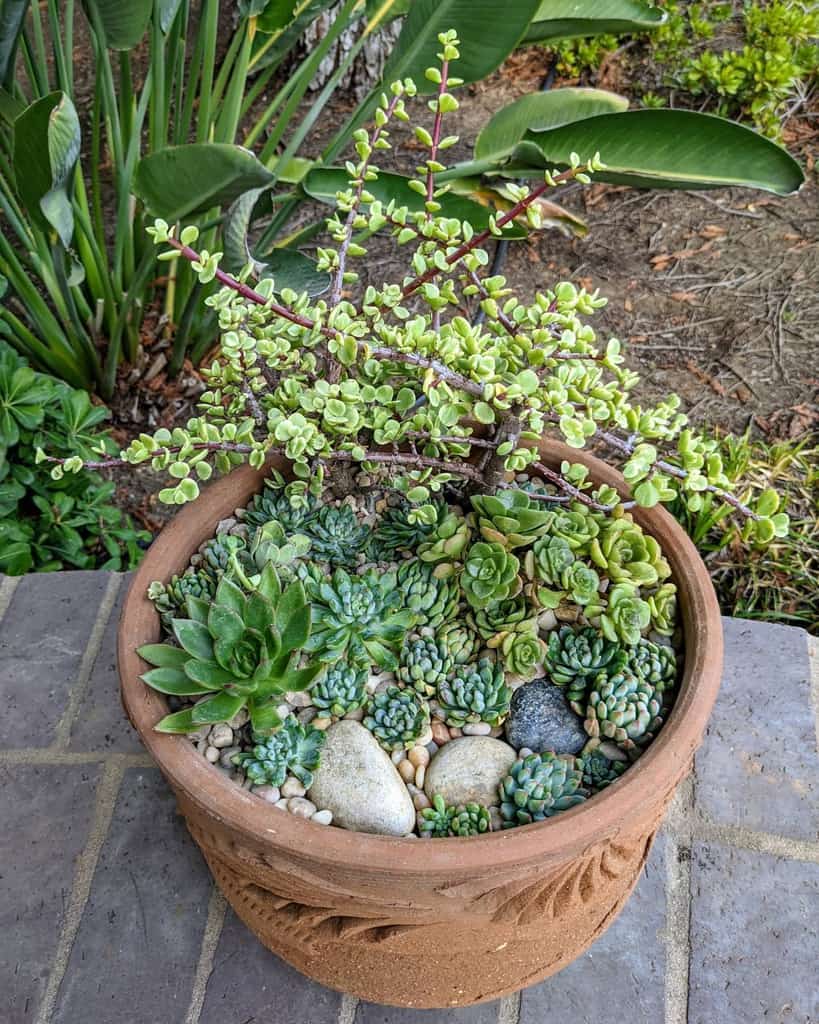 Succulent Garden Arrangement Ideas Barbaralovessucculent