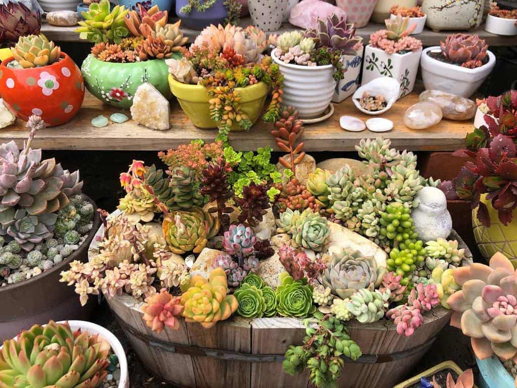 Succulent Garden Arrangement Ideas S Is For Succulents