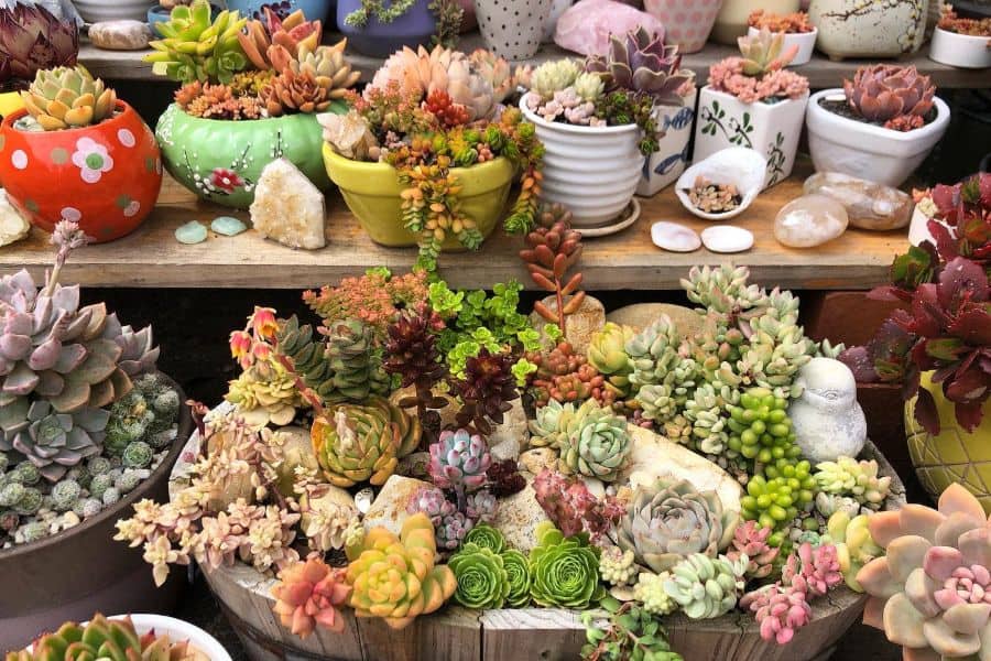 Succulent Garden Ideas