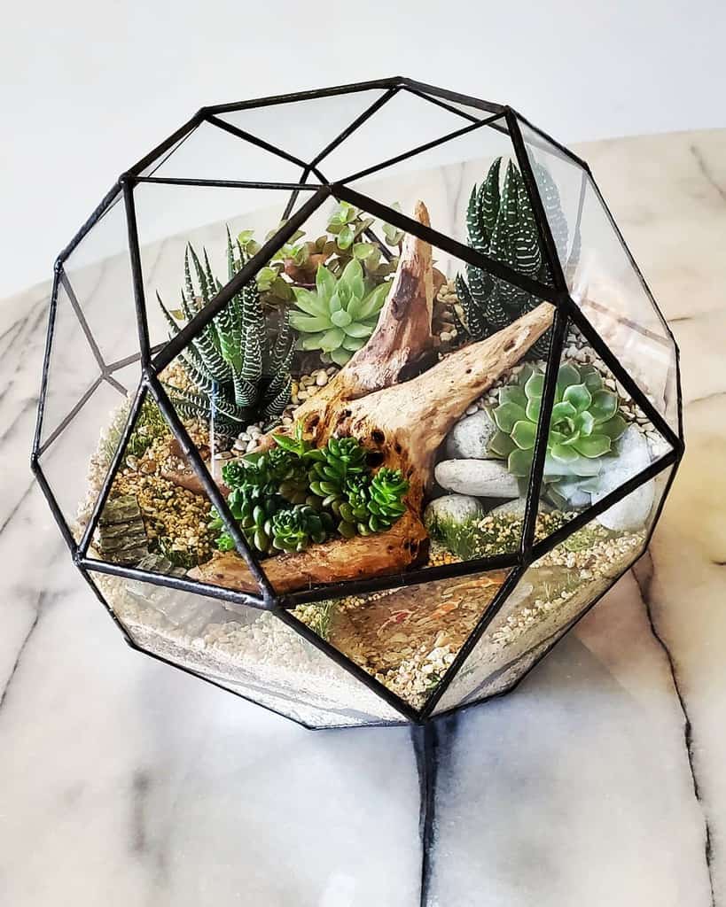 Terrarium Succulent Garden Ideas Lefty Ash